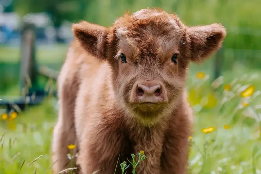 Meldrum-House-Highland-Cow.webp